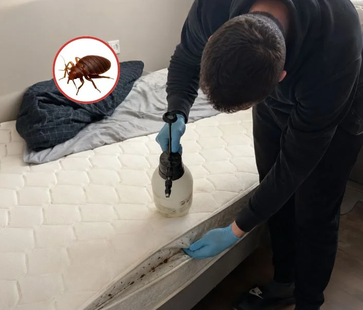 Technicien traitant un matelas contre les punaises de lit à Frépillon